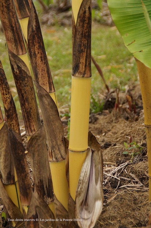 Phyllostachys vivax Aureocaulis1